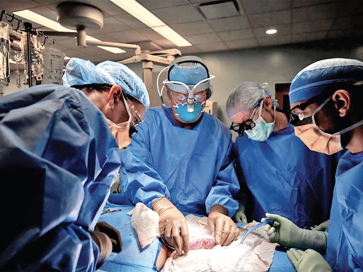 New York Surgeons Transplant Pig’s Kidney to Brain-dead Patient