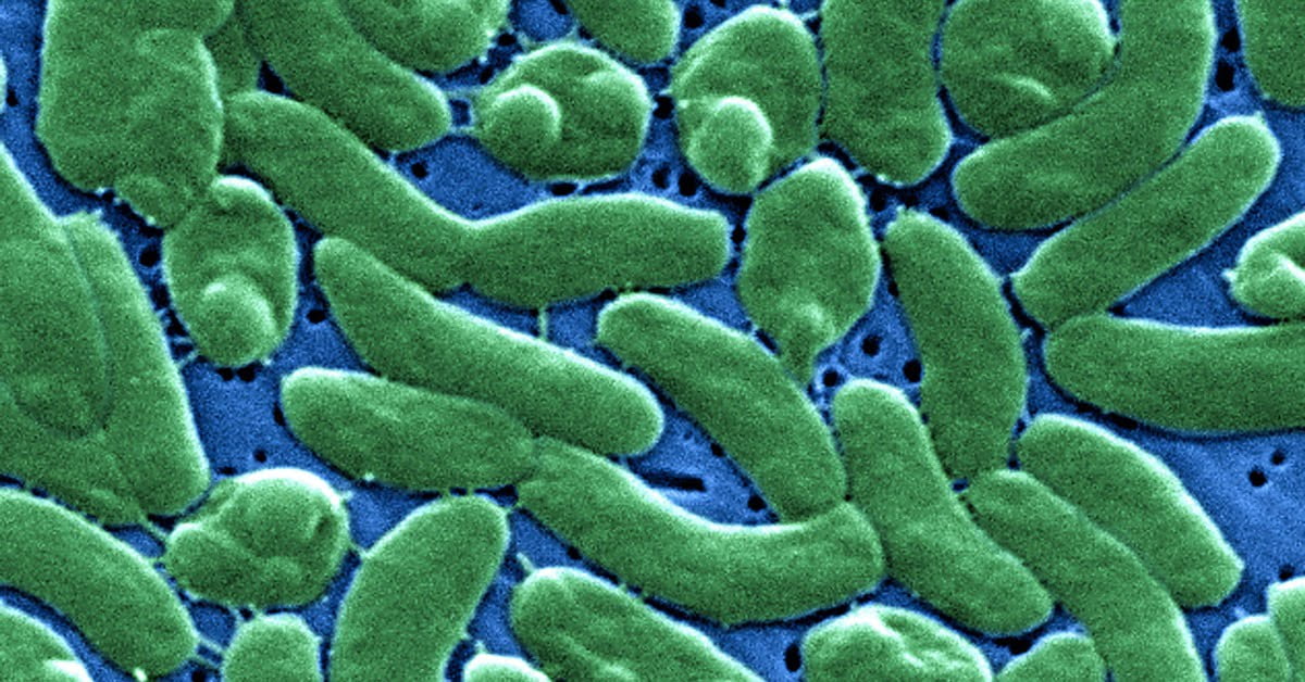 Dive into the alarming rise of the Vibrio vulnificus bacteria in the Northeast, uncovering its deadly impact and how to stay protected.